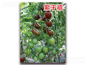 ��ǧ��-��ɫ���ѷN��-�ϰľG��