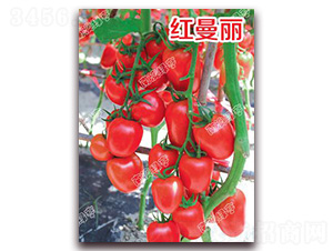 �t����-��ɫ���ѷN��-�ϰľG��