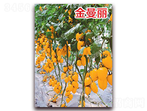 ������-��ɫ���ѷN��-�ϰľG��