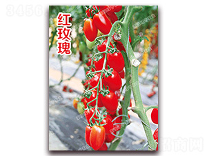 �tõ�壨429��-��ɫ���ѷN��-�ϰľG��