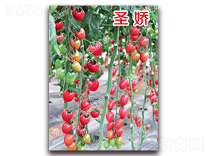 ʥ��-���ҷ��ѷN��-�ϰľG��