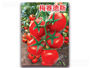 ÷ِ��˹-��t���ѷN��-�ϰľG��