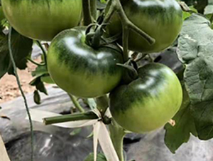 ����2̖(h��o)��ݮ����-���t���N��-ʥ���r(n��ng)�I(y��)