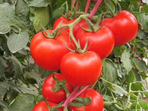 ����36-���t���N��-ʥ���r(n��ng)�I(y��)