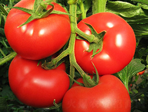 ʥ��5̖(h��o)-���t���N��-ʥ���r(n��ng)�I(y��)