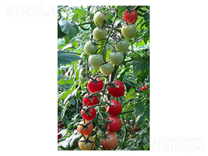 ؐؐ���t��-���ѷN��-�̝�(r��n)�N��