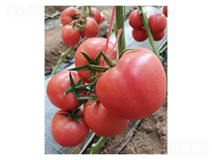 ��N��8H-���ѷN��-�̝�(r��n)�N��