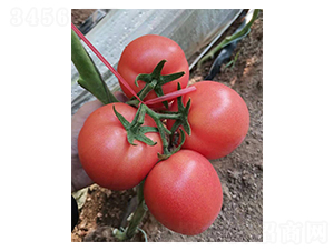 ��N��8-F-���ѷN��-�̝�(r��n)�N��