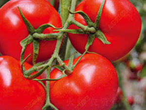 ��t���t���N��-�̝�(r��n)�N��