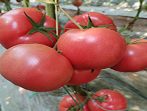 ��(r��n)����̖(h��o)-���ѷN��-�̝�(r��n)�N��