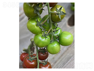 ������t���N��-���ѷN��-�̝�(r��n)�N��