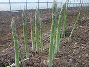 �¹�܊һ̖-�J�S�N��-��T�S�r(n��ng)�I(y��)