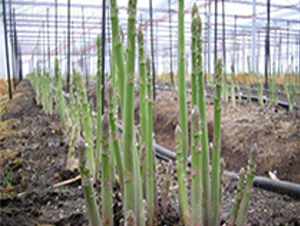 ����8̖F1-�J�S�N��-��T�S�r(n��ng)�I(y��)