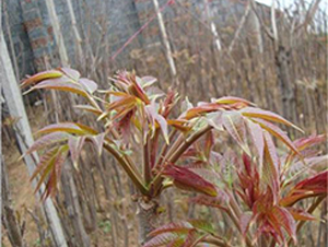 �t���㴻-�㴻�N��-��T�S�r(n��ng)�I(y��)