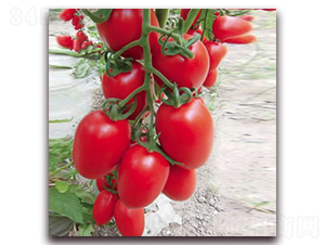 �t��-С���ѷN��-����