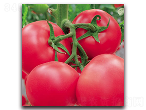 �¾޷ی�ʯ-�۹����ѷN��-����