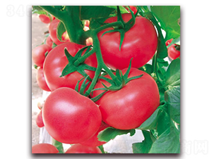 ���m3̖(h��o)-�۹����ѷN��-����