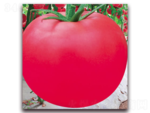 �·۹�һ̖(h��o)-�۹����ѷN��-����