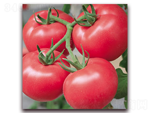 �޷ی�ʯ-�۹����ѷN��-����