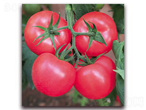 ���m4̖(h��o)-�۹����ѷN��-����