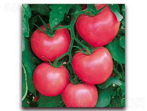 ���m9̖(h��o)-�۹����ѷN��-����