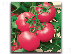 �Ё�218-�۹����ѷN��-����