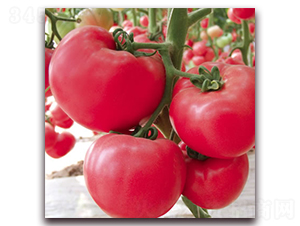 �Ё�һ̖(h��o)-�۹����ѷN��-����