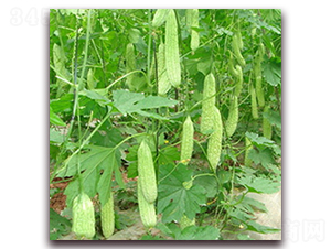 ���339-��ϷN��-��ʢԪ