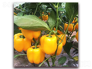 �K�ƋI-�𽷷N��-��ʢԪ