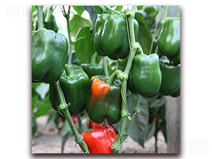 ���{-�𽷷N��-��ʢԪ