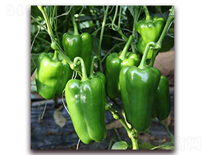 ̫����̖(h��o)-�𽷷N��-��ʢԪ