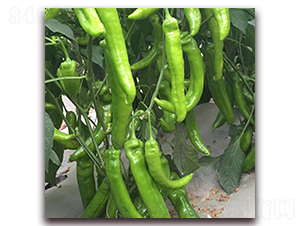 ��309-�⽷�N��-��ʢԪ