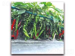 ����-�⽷�N��-��ʢԪ