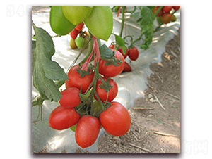 �_��-���ҷ��ѷN��-��ʢԪ