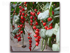 ������-���ҷ��ѷN��-��ʢԪ