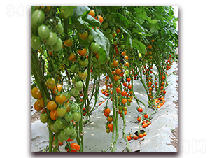 �S��-���ҷ��ѷN��-��ʢԪ