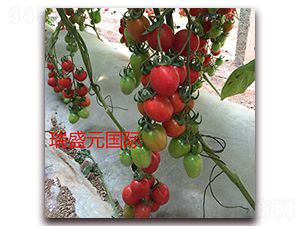 ��ɏ008-���ҷ��ѷN��-��ʢԪ