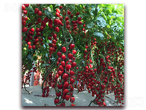 �ŵ���C10-���ҷ��ѷN��-��ʢԪ