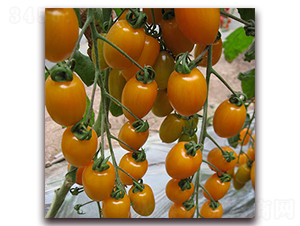 �S��-���ҷ��ѷN��-��ʢԪ