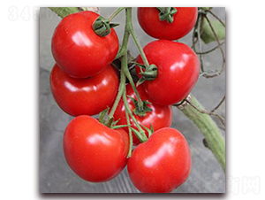 ���մ�t-���ҷ��ѷN��-��ʢԪ