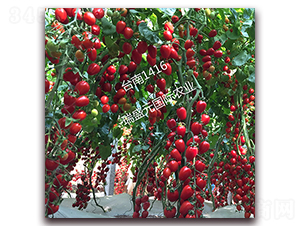 �_(t��i)��1416-���ҷ��ѷN��-��ʢԪ