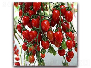 �_(t��i)��1175-���ҷ��ѷN��-��ʢԪ