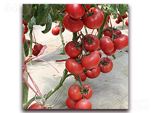 ����DOF-�۹����ѷN��-��ʢԪ