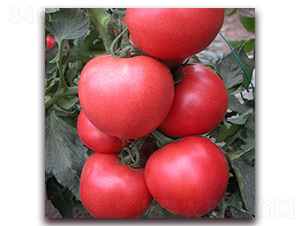 ���ƋI-�۹����ѷN��-��ʢԪ