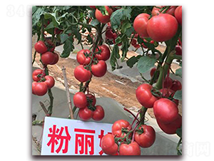 ������-�۹����ѷN��-��ʢԪ