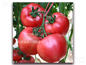 ���95-18-�۹����ѷN��-��ʢԪ