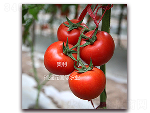 �W��-�t�����ѷN��-��ʢԪ