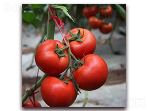 ϣ���D-�t�����ѷN��-��ʢԪ