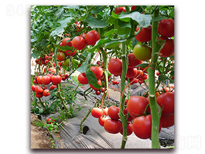 ����83-06-�t�����ѷN��-��ʢԪ