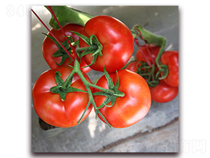 ����-�t�����ѷN��-��ʢԪ